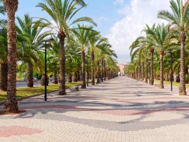 Alicante, Costa Blanca palmiye güzel sokak.