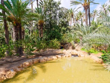 Palm parkel Palmeral, Alicante, Costa Blanca'da. İspanya.