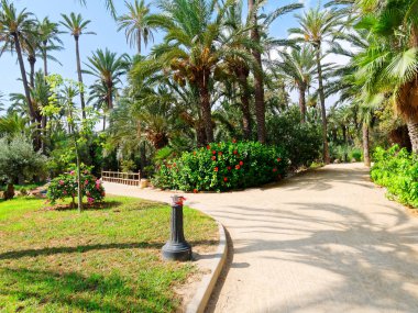 Palm parkel Palmeral, Alicante, Costa Blanca'da. İspanya.