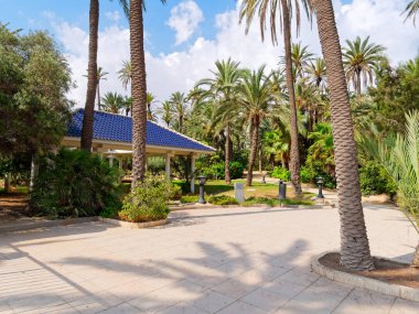 Palm parkel Palmeral, Alicante, Costa Blanca'da. İspanya.