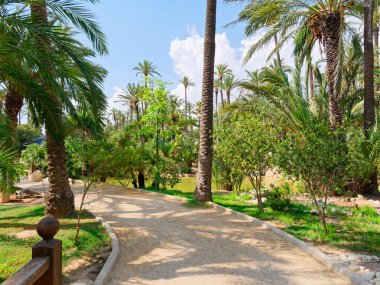 Alicante, Costa Blanca'daki El Palmeral palmiye parkı. İspanya.