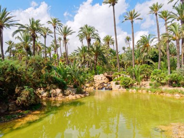 Alicante, Costa Blanca'daki El Palmeral palmiye parkı. İspanya.