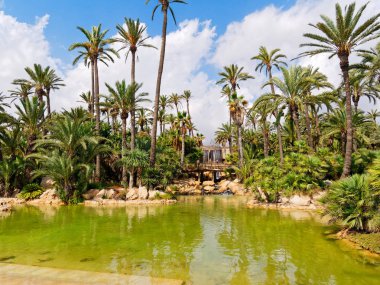 Alicante, Costa Blanca'daki El Palmeral palmiye parkı. İspanya.