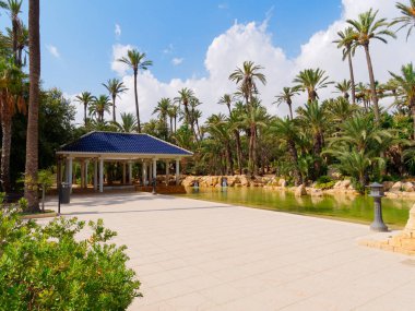 Alicante, Costa Blanca'daki El Palmeral palmiye parkı. İspanya.
