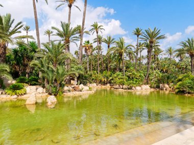 Alicante, Costa Blanca'daki El Palmeral palmiye parkı. İspanya.