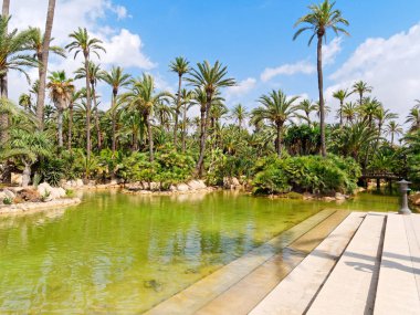 Alicante, Costa Blanca'daki El Palmeral palmiye parkı. İspanya.
