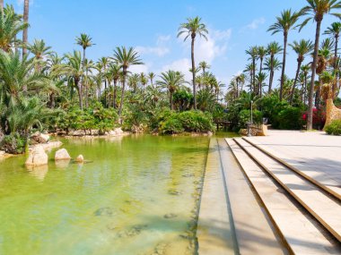 Alicante, Costa Blanca'daki El Palmeral palmiye parkı. İspanya.