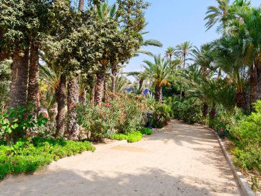 Alicante, Costa Blanca'daki El Palmeral palmiye parkı. İspanya.