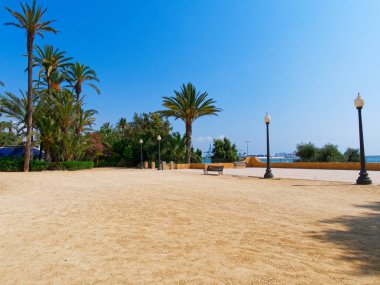 Alicante, Costa Blanca'daki El Palmeral palmiye parkı. İspanya.