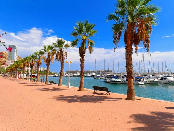 Piękna promenada z palmami w Alicante. Hiszpania — Zdjęcie stockowe