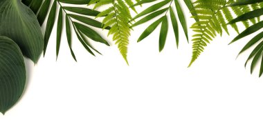 beyaz zemin üzerine yeşil yaprak çerçeve