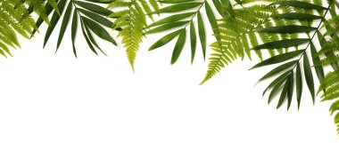 beyaz zemin üzerine yeşil yaprak çerçeve