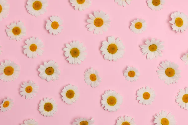 Beautiful Daisies Pink Background — Stock Photo, Image