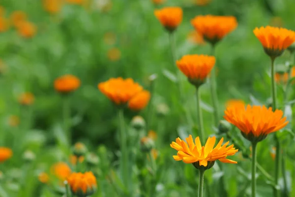 Területén Virágok Gyönyörű Körömvirág — Stock Fotó
