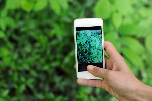 Het Maken Van Een Foto Van Groene Bladeren Met Smartphone — Stockfoto