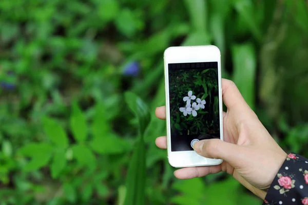 Het Maken Van Een Foto Van Wildflower Met Smartphone — Stockfoto