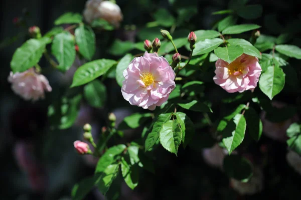 Pink Climbing Roses Garden — Stock Photo, Image