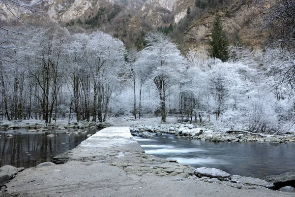 小さな川の近くの凍結の木 — ストック写真