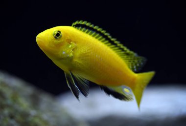 Afrika Çiklit Labidochromis caeruleus