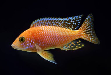 Afrika Çiklit Aulonocara Firefish