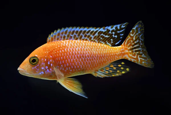 African Cichlid Aulonocara Firefish — Stock Photo, Image