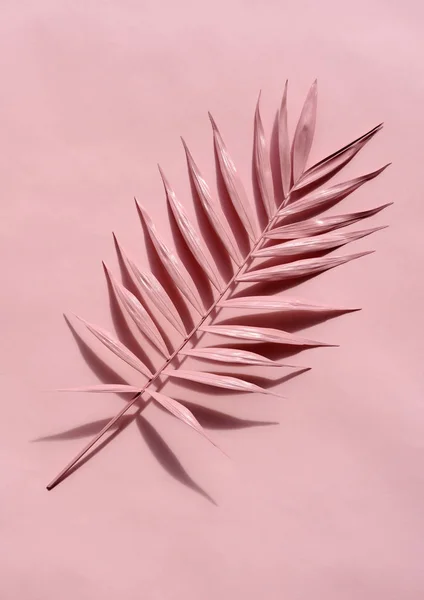 Pink Palm Twig Pink Background — Stock Photo, Image