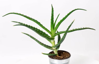aloe vera bitkisi