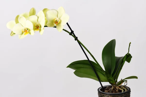 Gyönyörű sárga orchidea — Stock Fotó