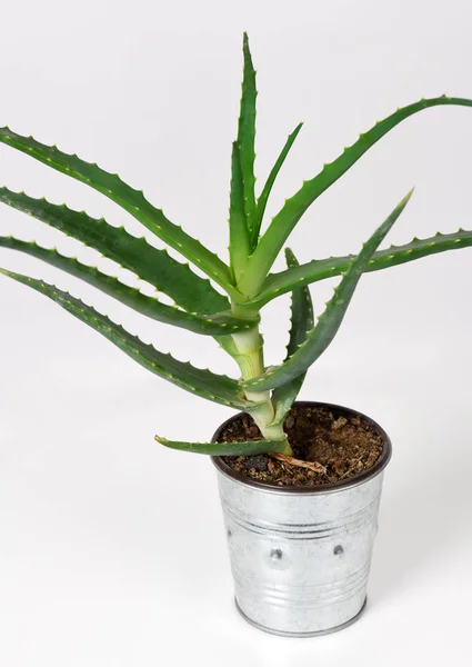 Aloe vera växt — Stockfoto