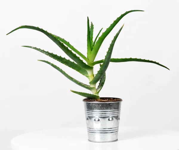 Aloe vera växt — Stockfoto