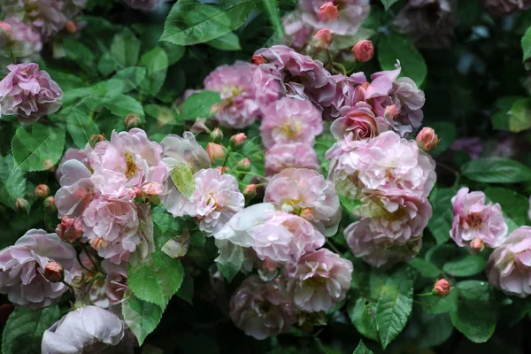 Pink roses — Stock Photo, Image