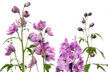 delphinium mor çiçekler 