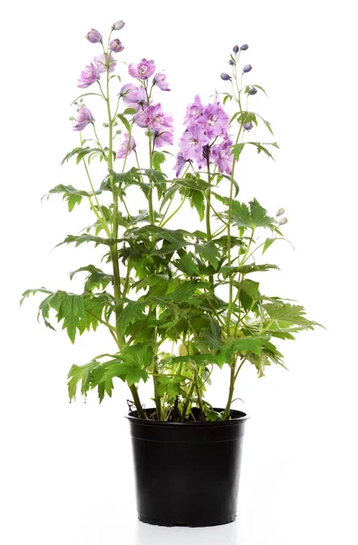 Pot met Delphinium plant — Stockfoto