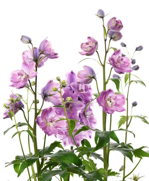 Purple delphinium flowers — Stock Photo, Image