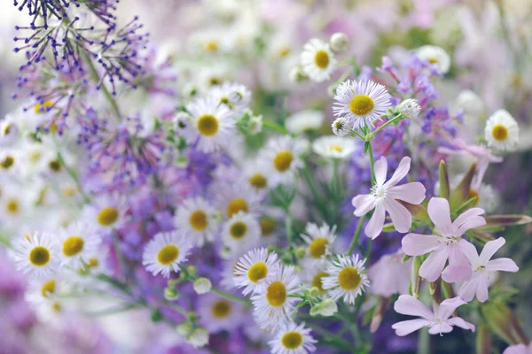 Beautiful wildflowers — Stock Photo, Image