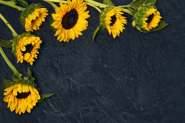 Rahmen aus Sonnenblumen — Stockfoto