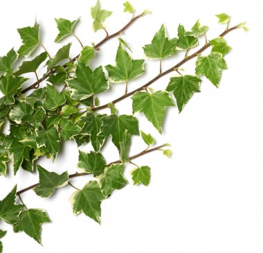 Ivy dal 