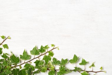 sarmaşık dalları arka plan