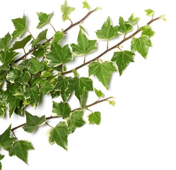 Ivy twigs — Stock Photo, Image