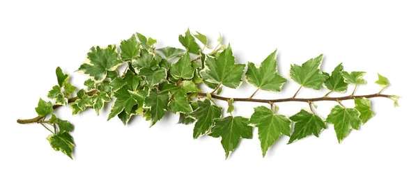 Ivy branch — Stockfoto