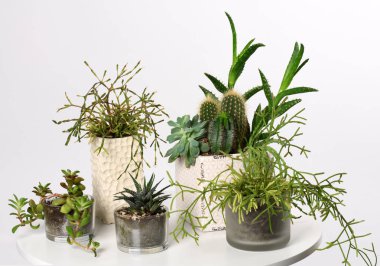 karışık sulu bitkiler ile tencere