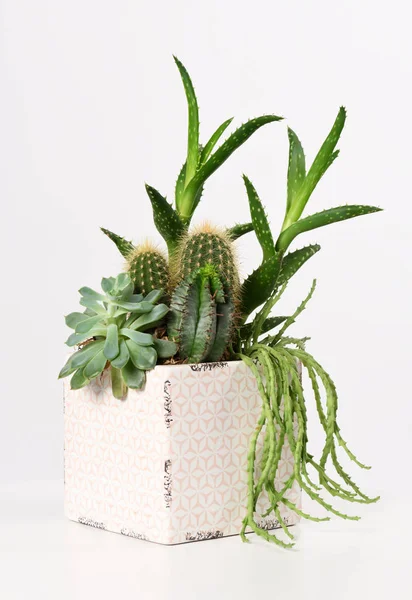 Pot avec plantes succulentes mélangées — Photo