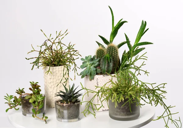 Pots avec plantes succulentes mélangées — Photo