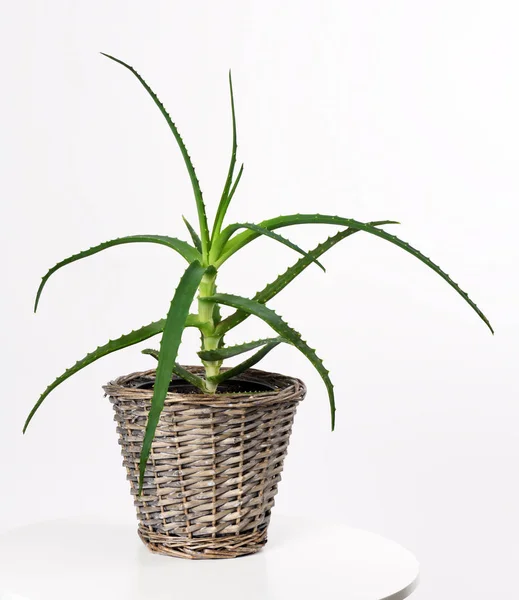 Kruka med aloe vera planta — Stockfoto