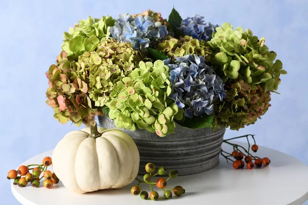 Hortensienblüten mit weißem Kürbis — Stockfoto