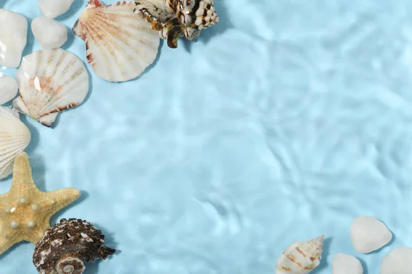 นหล งใต สวยงามพร อมเปล อกหอยทะเล — ภาพถ่ายสต็อก