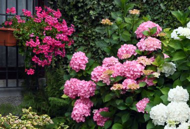 Ortanca ve sardunya bitkileri bahçede.