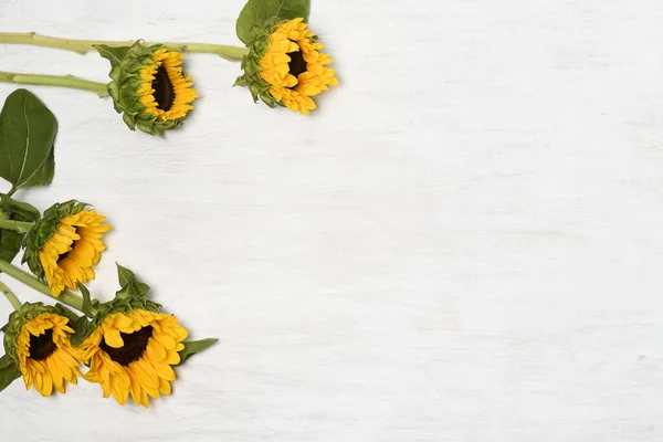 Marco Girasoles Sobre Fondo Blanco —  Fotos de Stock