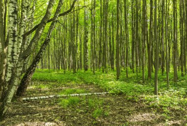 Orman yolu sahne güneşli bir bahar yaz günü çim canlı ağaçlar ve yeşil bir park botanik açık görüntü şubelerinde bırakır
