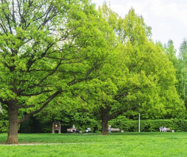Orman sahne güneşli bir bahar yaz günü çim canlı ağaçlar ve yeşil bir park botanik açık görüntü şubelerinde bırakır